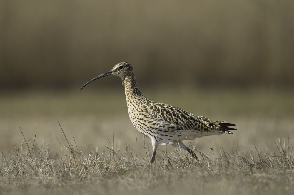 Photograph by Mattias Sarling