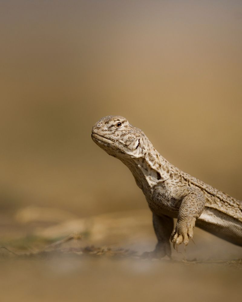 Indian spiny-tailed lizard
