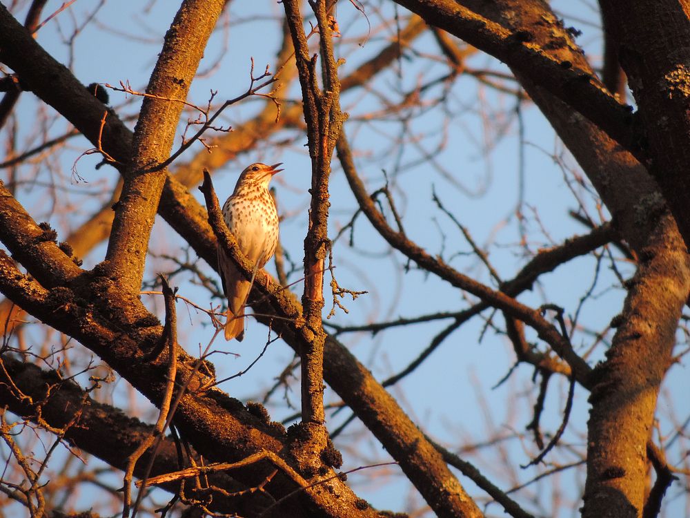 Певчий дрозд