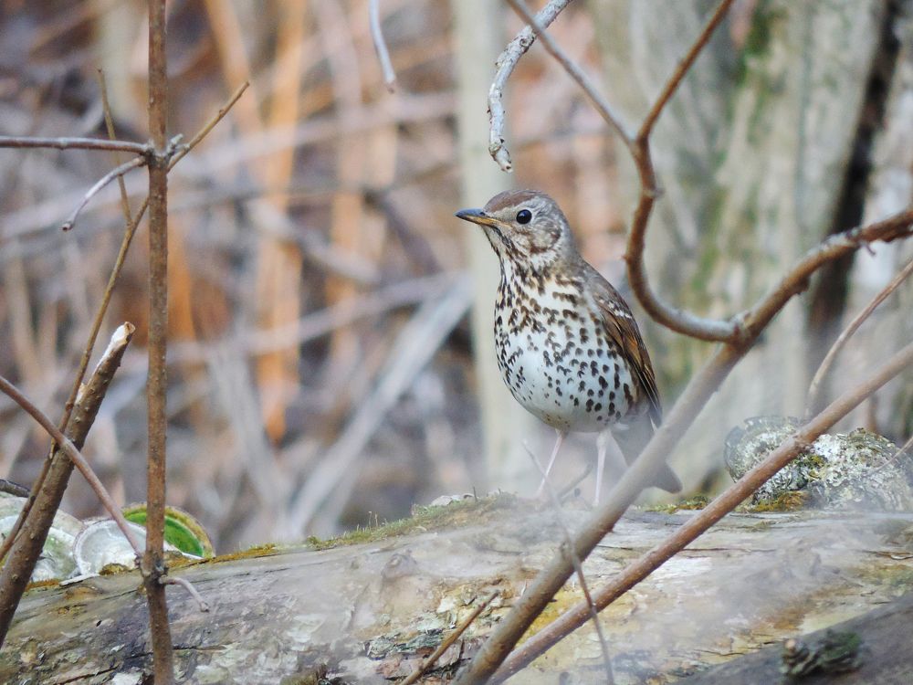 Photograph by Мария