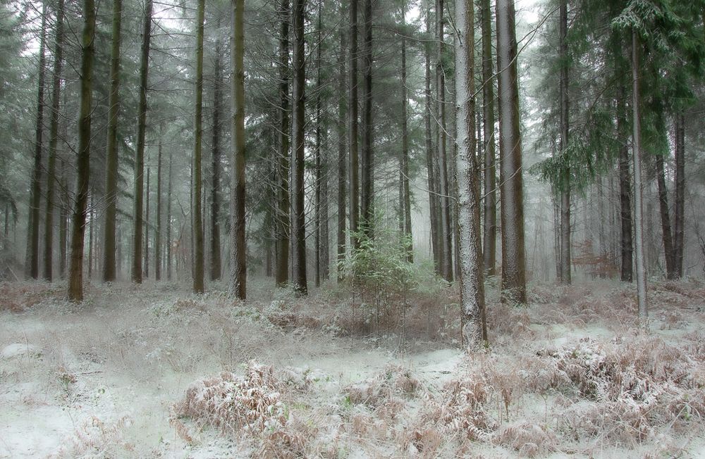 Photograph by LYUDMYLA POKRYSHEN