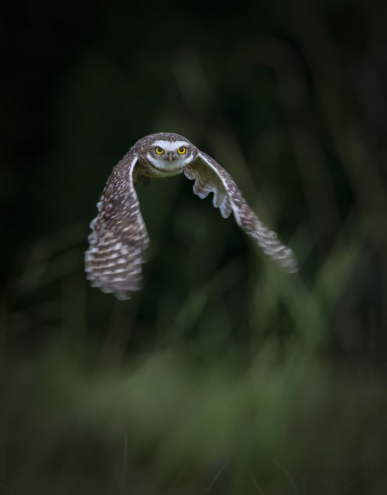Photograph by André Inidio