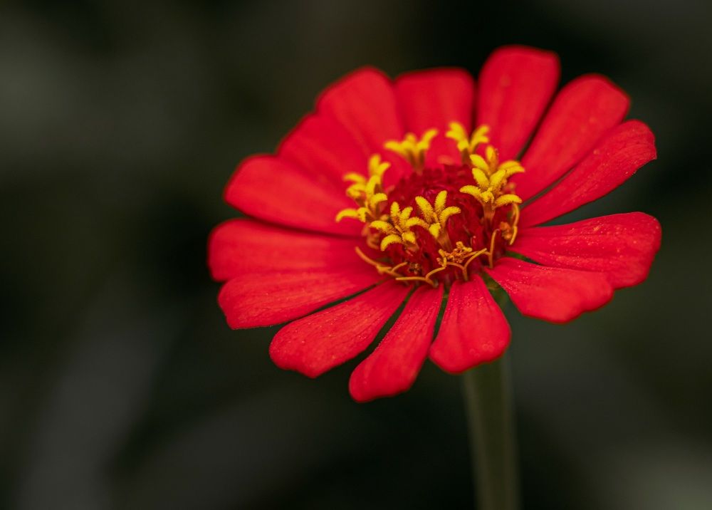 Photograph by Everson Carvalho