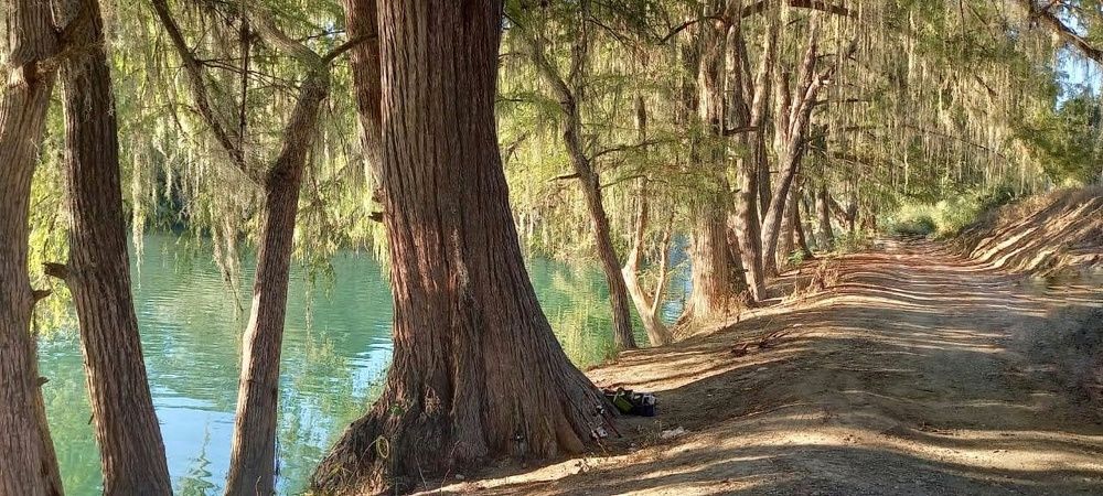 Sunset under the shade of the trees