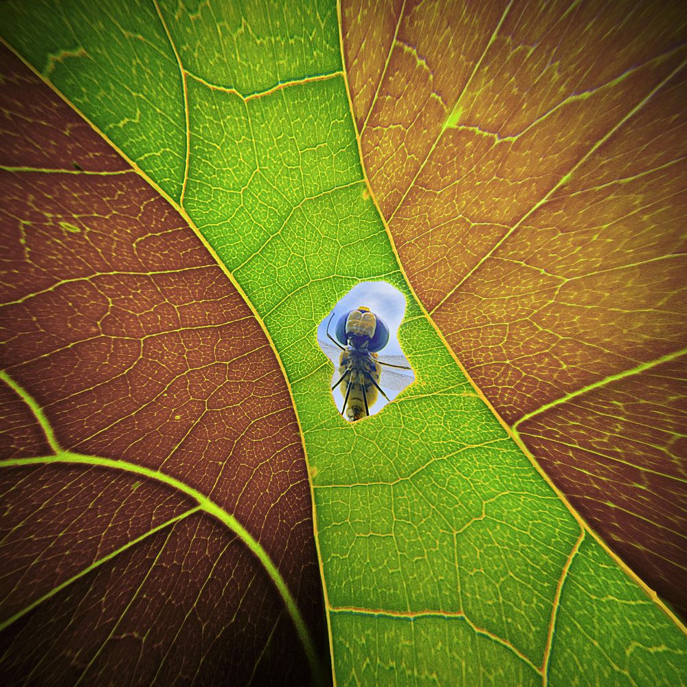 The Color Window of Life