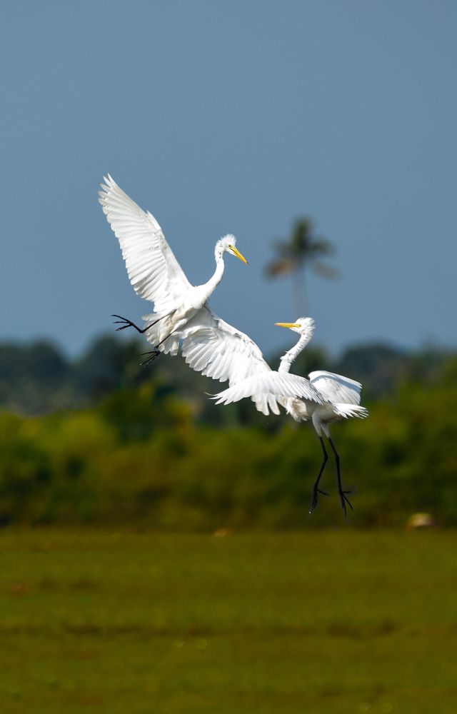 Fighting Egrets