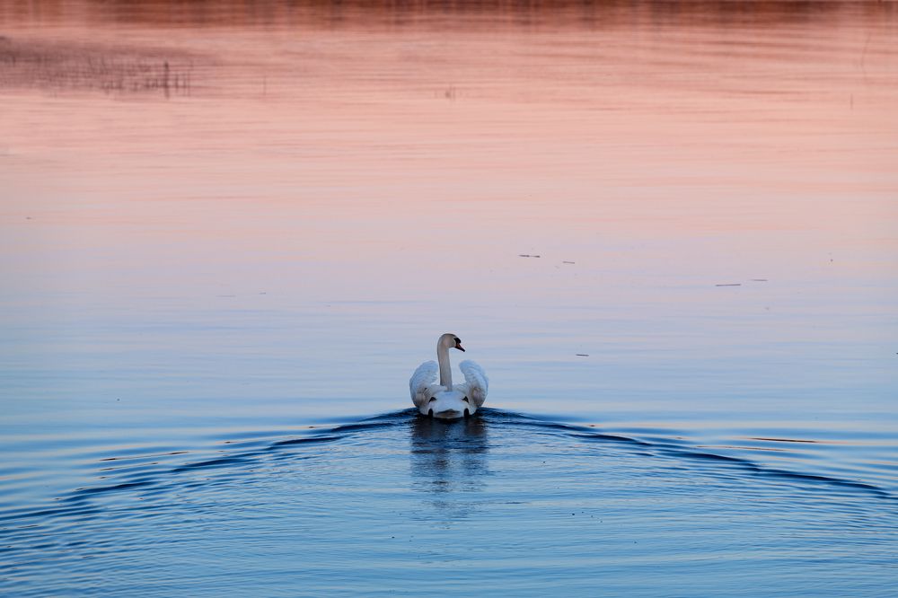 Swan in the evening light