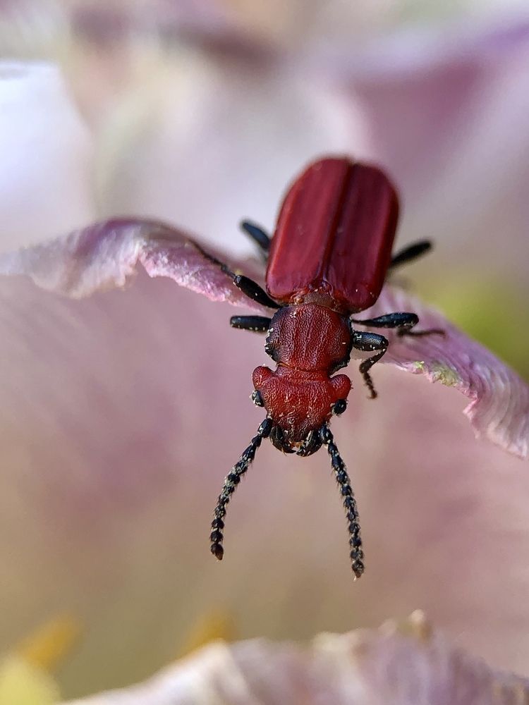 Пробуждение весны