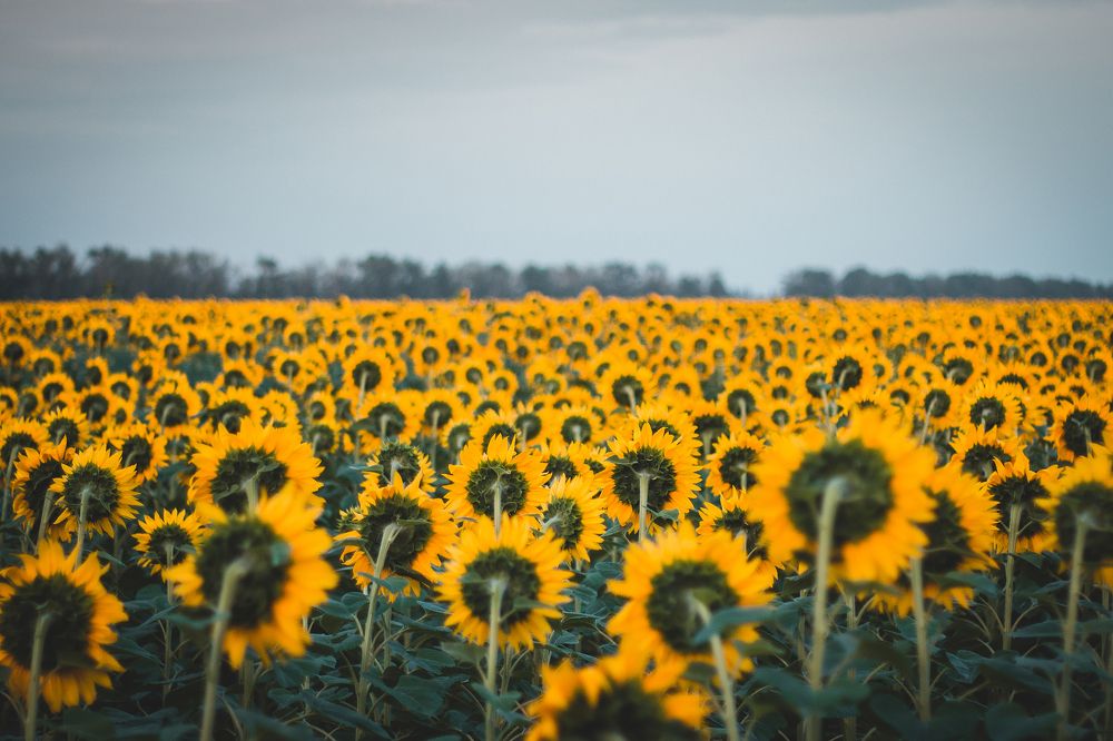 Photograph by Алина Аристова