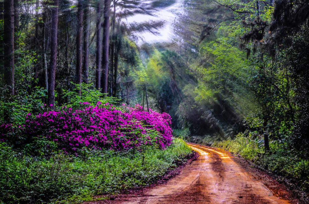 El Mágico Camino de las Azaleas