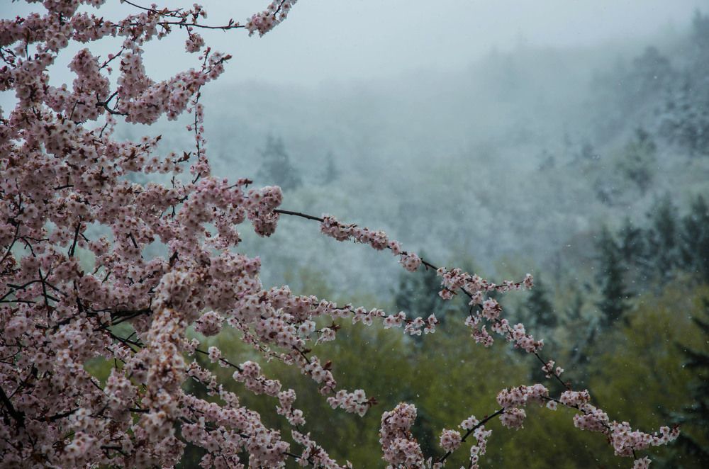 Photograph by Natia Edisherashvili