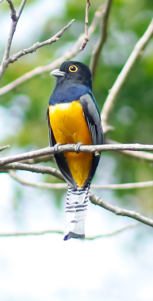 Trogon pecho amarillo