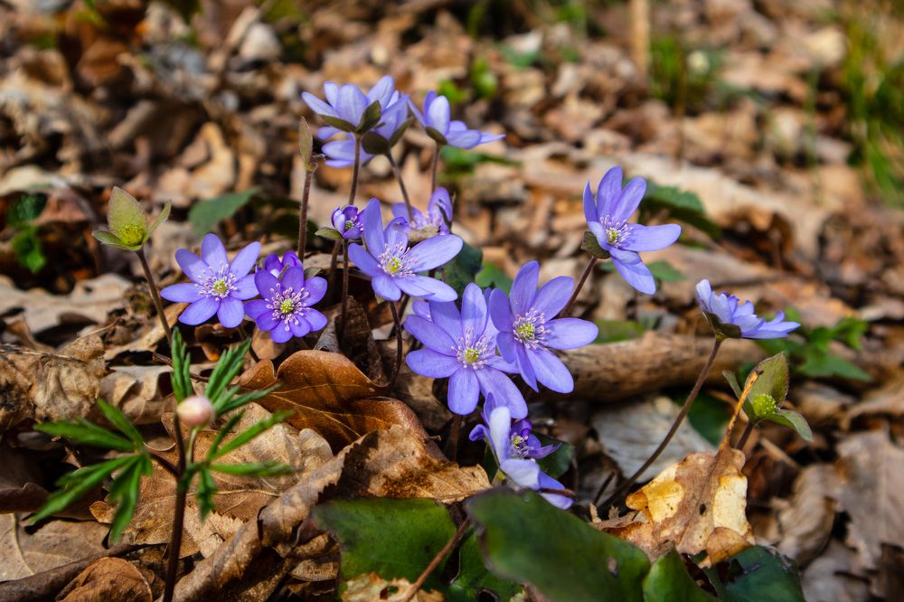 Liverworth (Anemone Hepatica)
