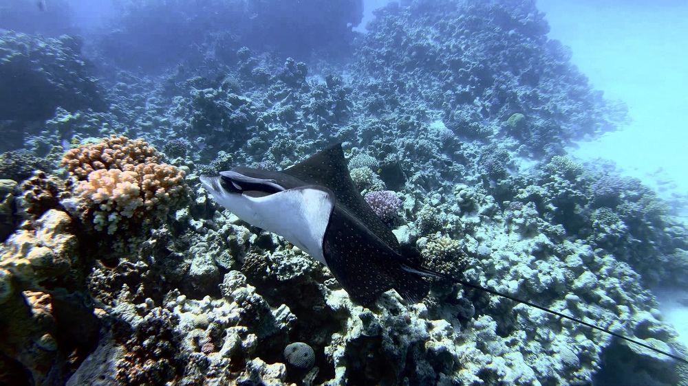 Photograph by Мария Берёзка