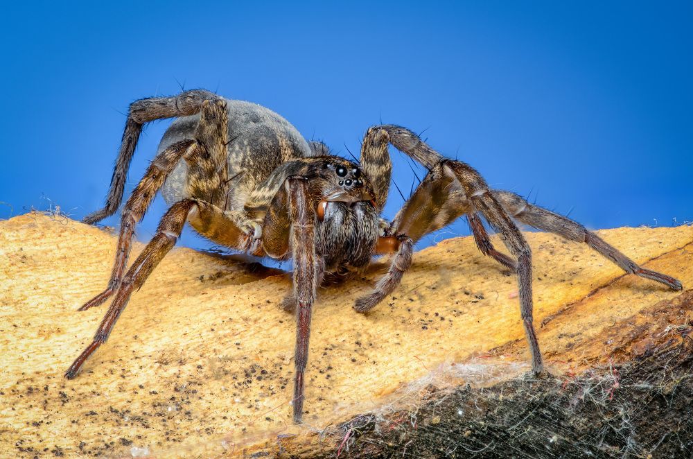 Фотография автора Сергей Чебанов