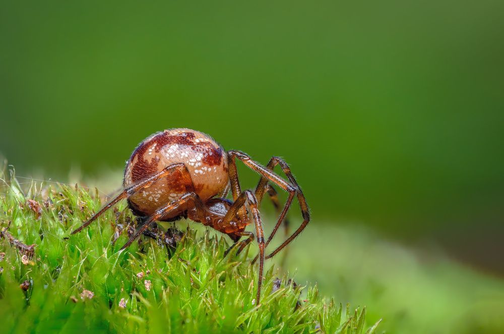 Фотография автора Сергей Чебанов
