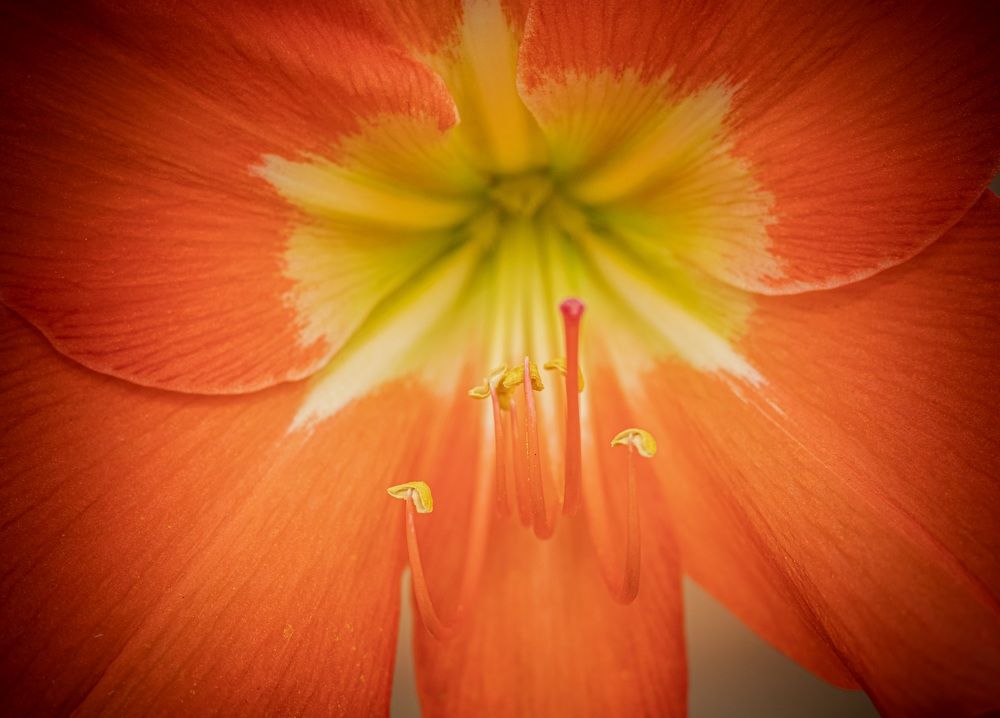 Photograph by Everson Carvalho