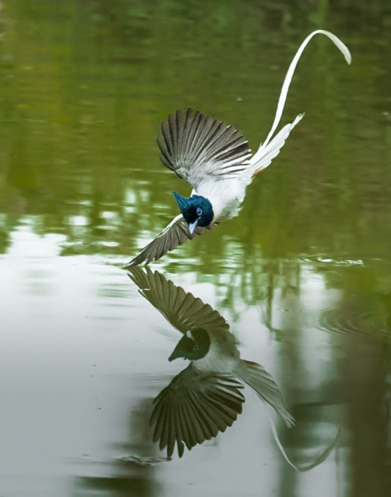 Photograph by Vipin P C