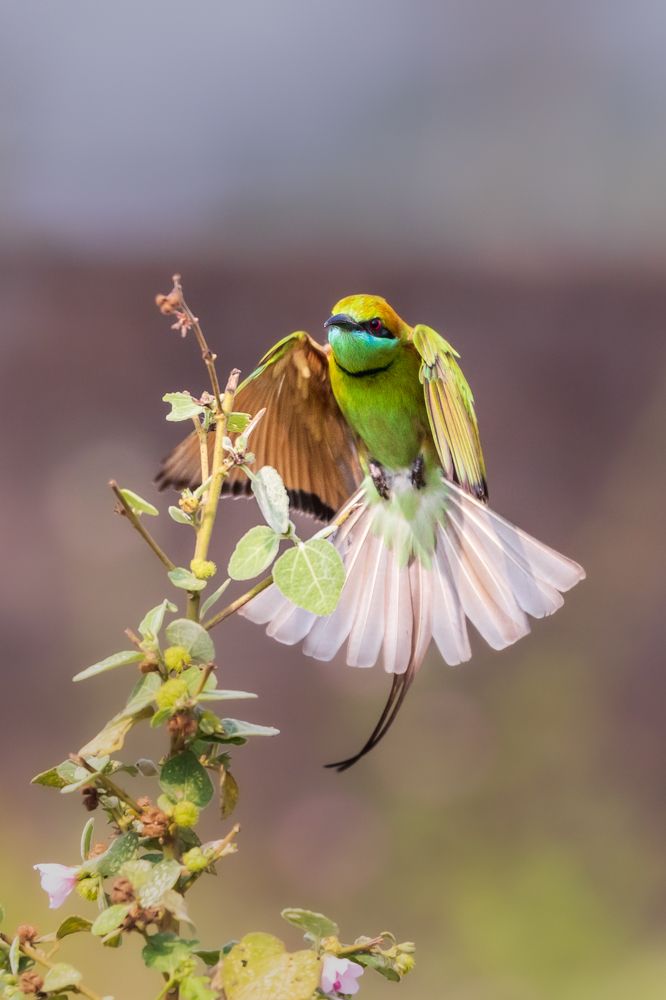 Dancing Green bee eater