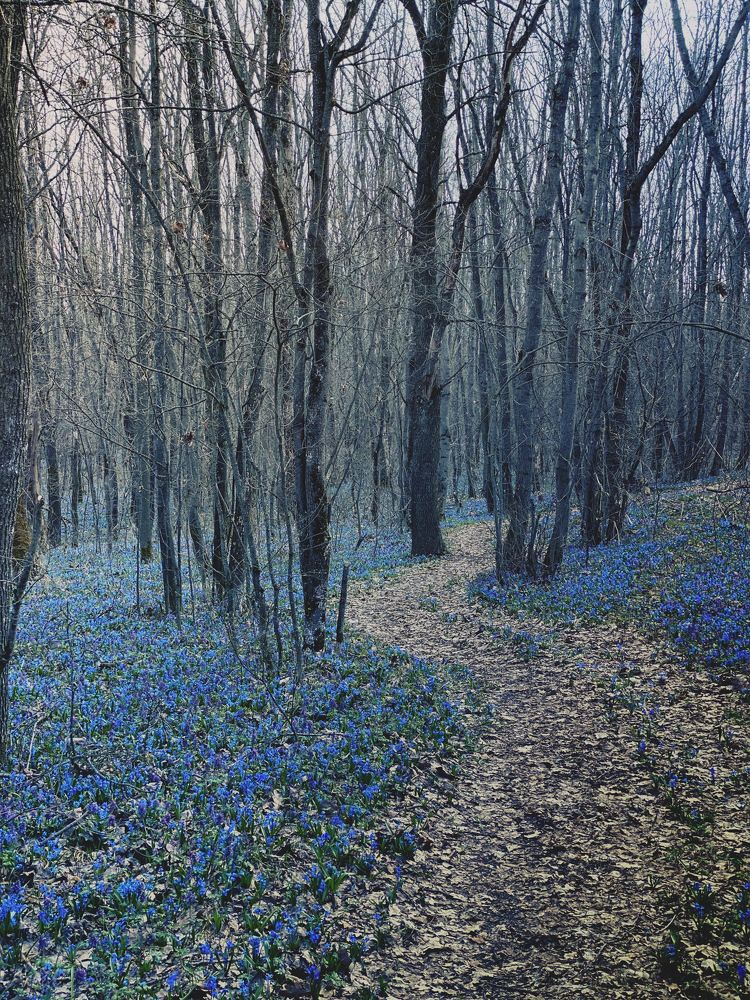 Весна в Воронежском лесу