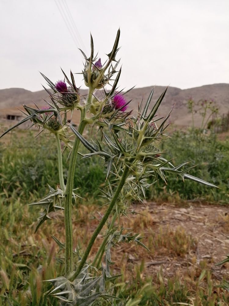 Фотография автора Bahaaddin Saber