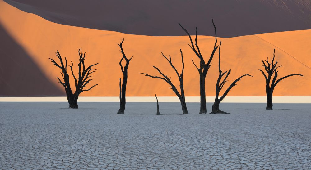 Dead Trees in Namibia