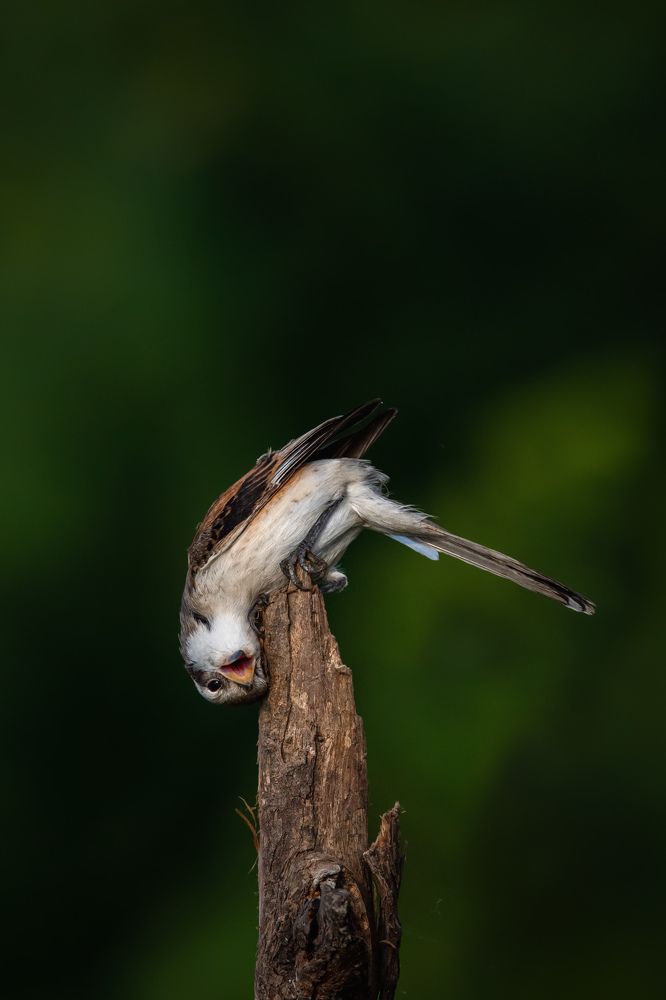 Life Upside Down During Corona Times