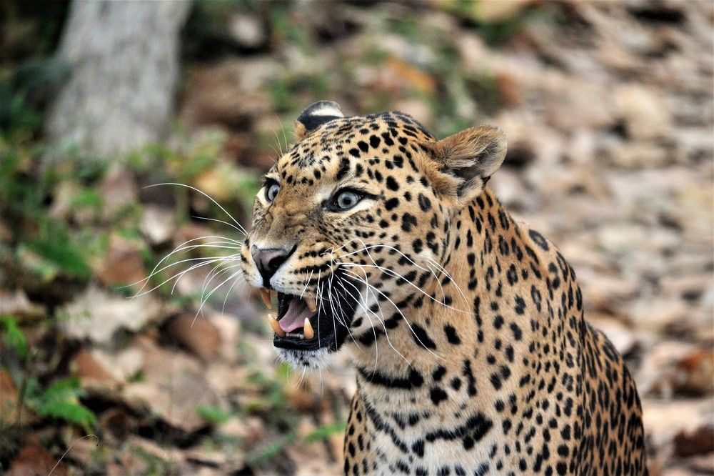 Photograph by Debmalya Ghosh