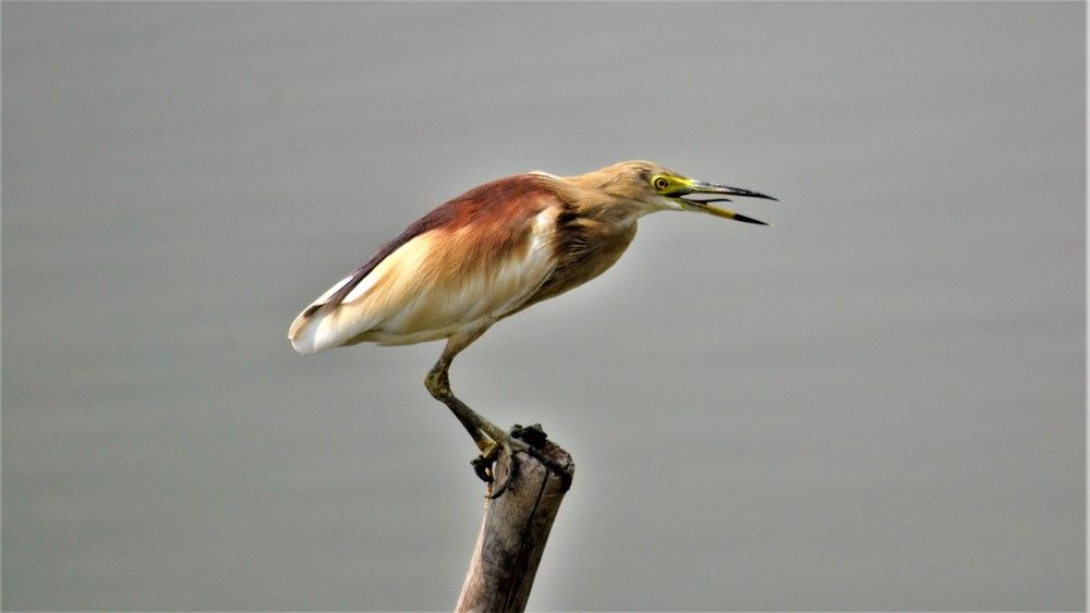 Photograph by Debmalya Ghosh