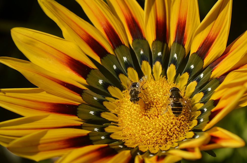 Photograph by Соколова Елена