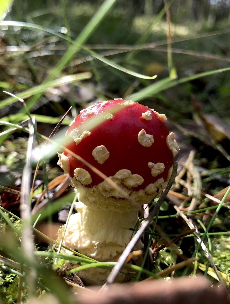 Photograph by Алла Узкая