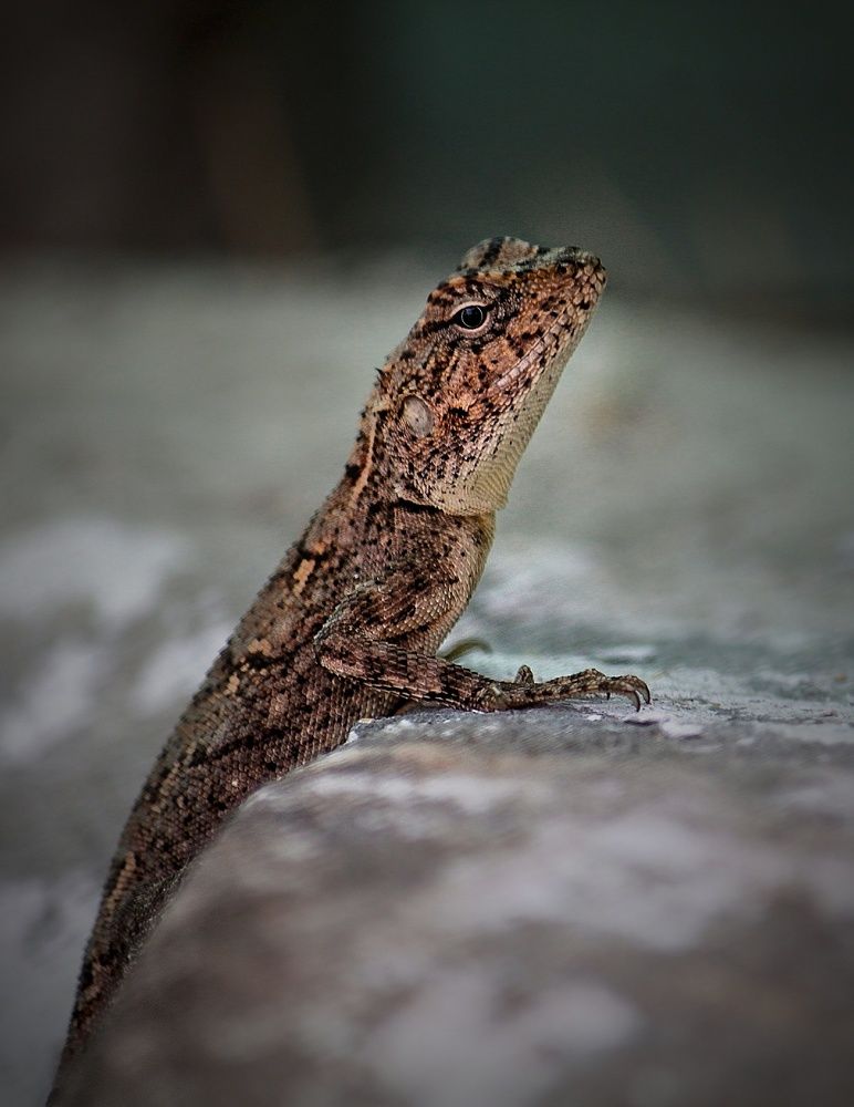 Фотография автора Venkatesh Rao