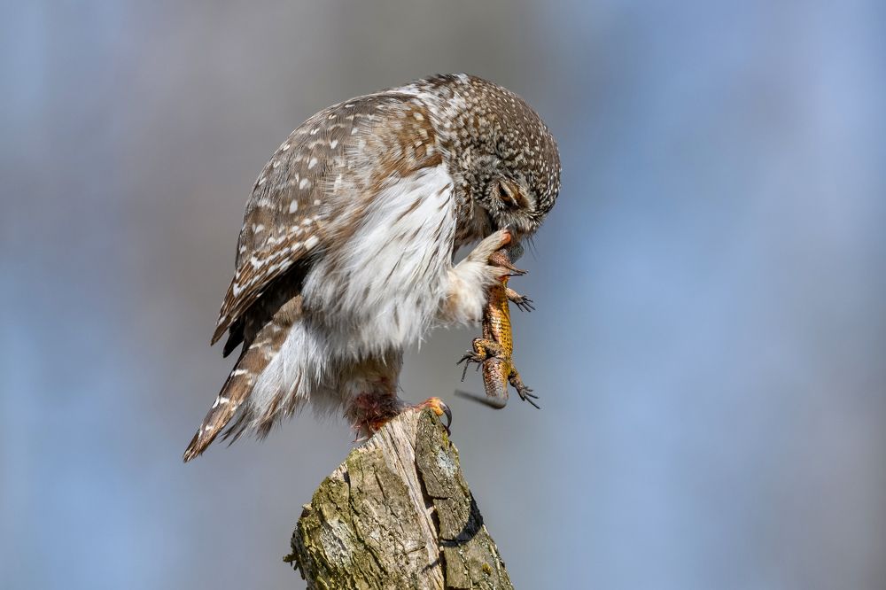 Удачная охота