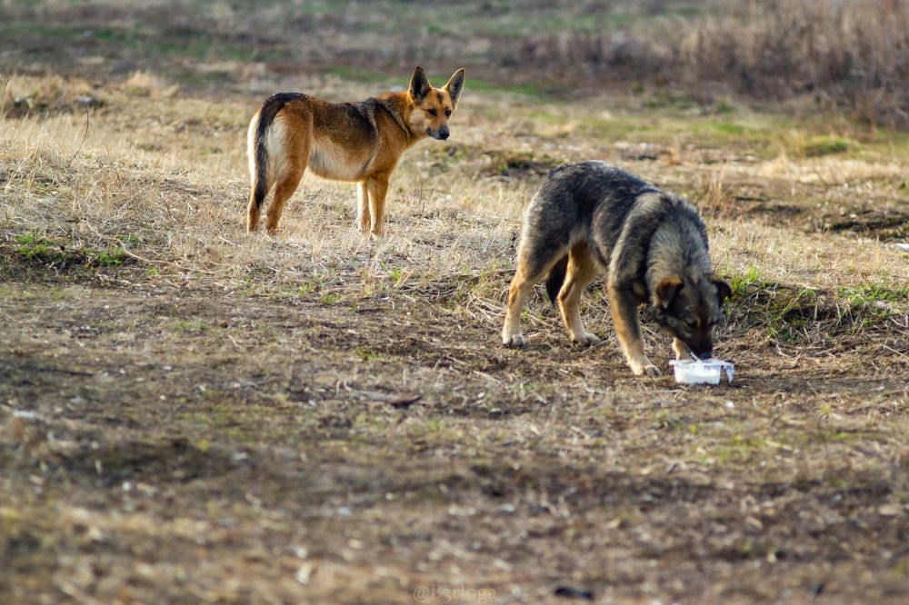 Photograph by Дмитрий Кашицин