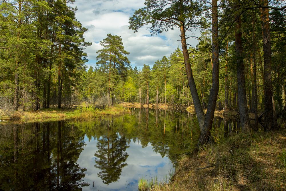 Шишкин лес.