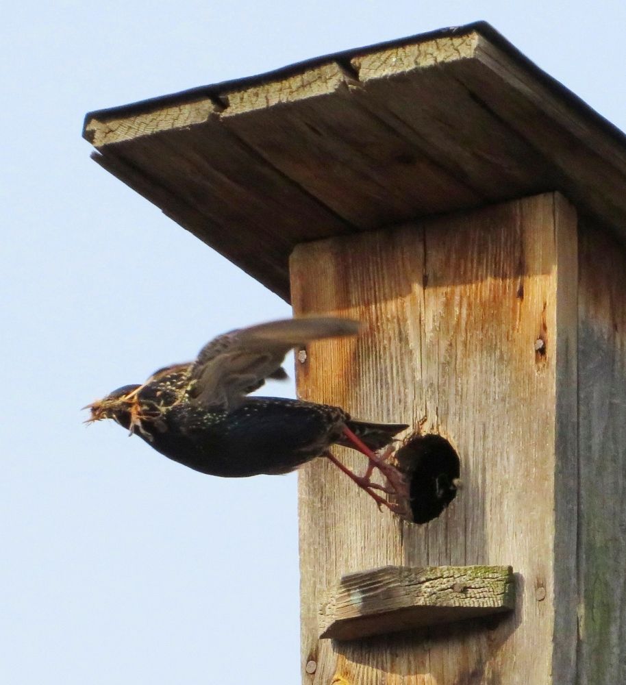 Вылетая из скворечника