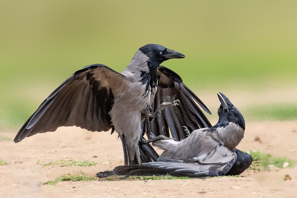 Photograph by David Lerer