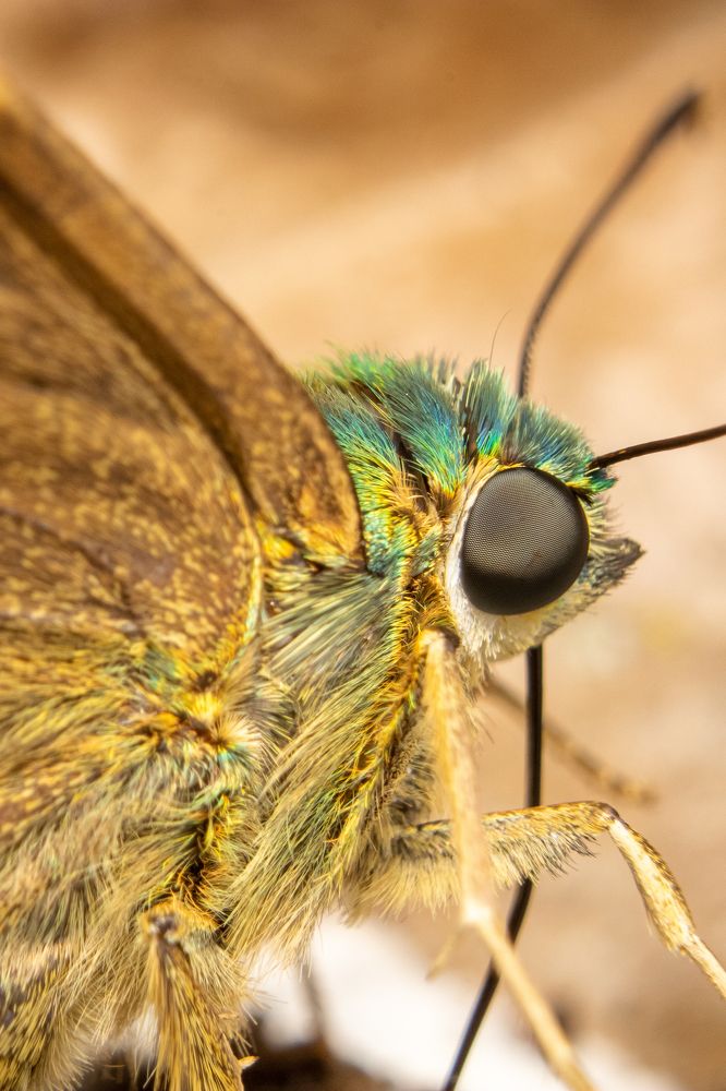 Photograph by Bruna Pinto Pereira