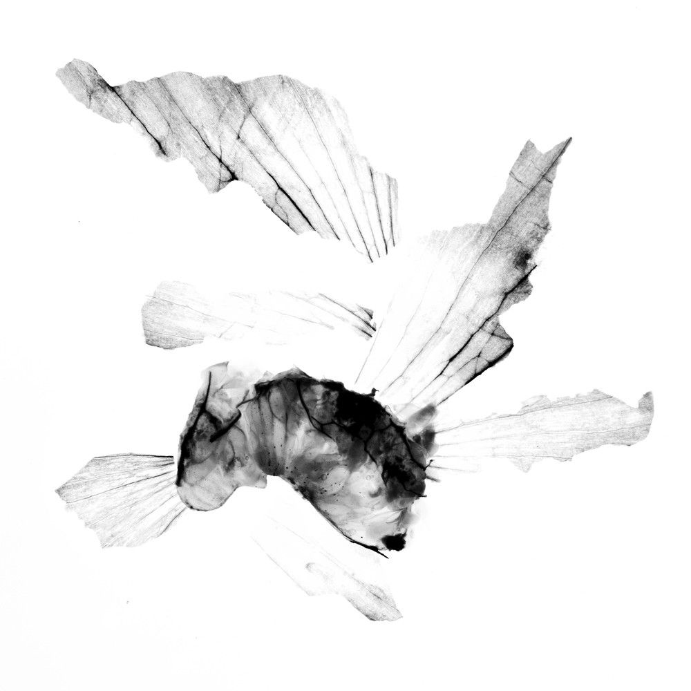 Photograph by Анастасия Зорина