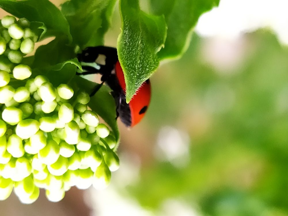 Прогулка в траве.)