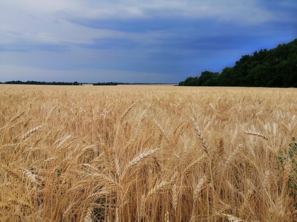 Photograph by Оксана Колесник