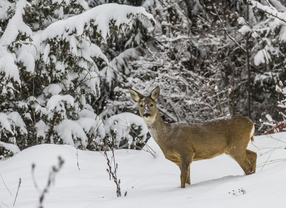 Фотография автора Comșa Bogdan