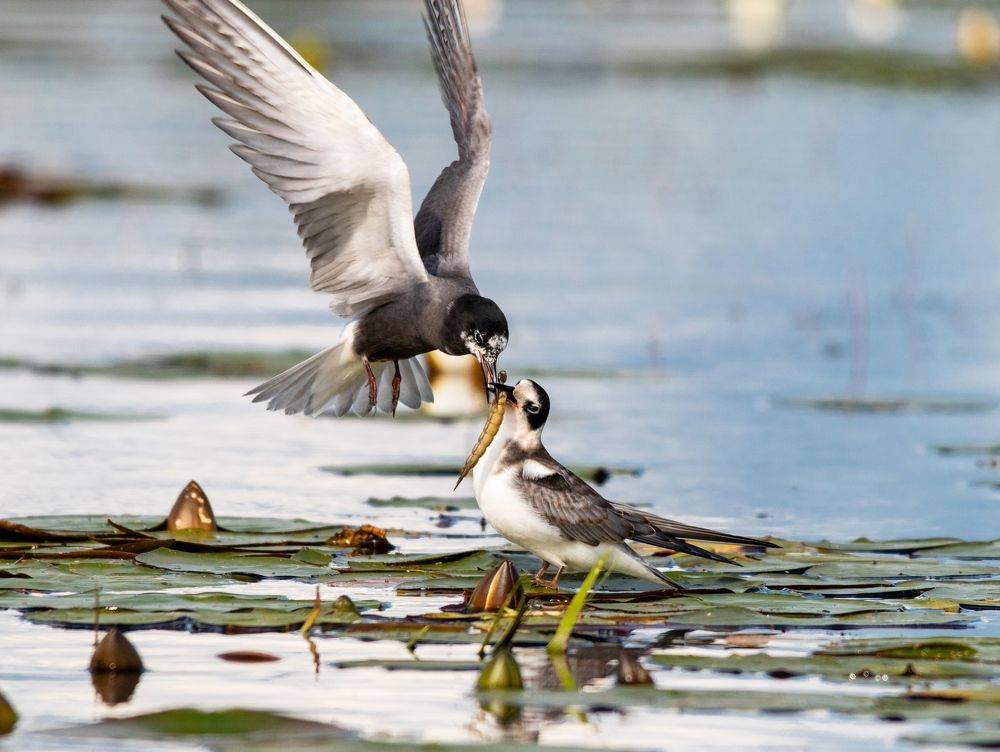 Photograph by Павел Краснослободцев