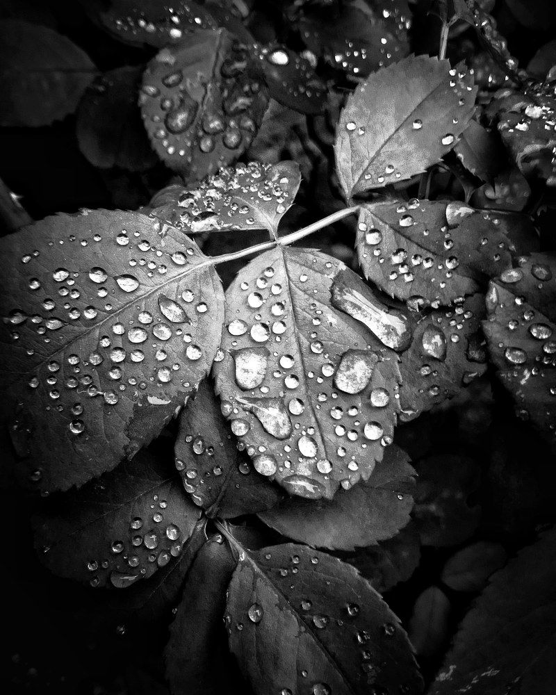 Россыпь бриллиантов