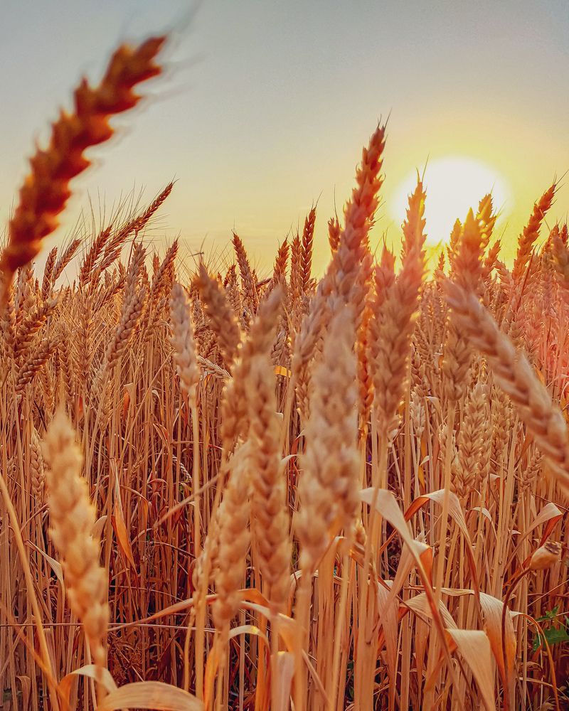 Пшеничная рапсодия