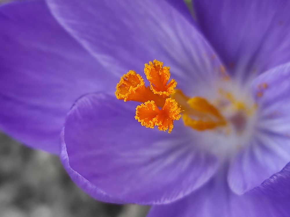 Photograph by Луиза Баширова