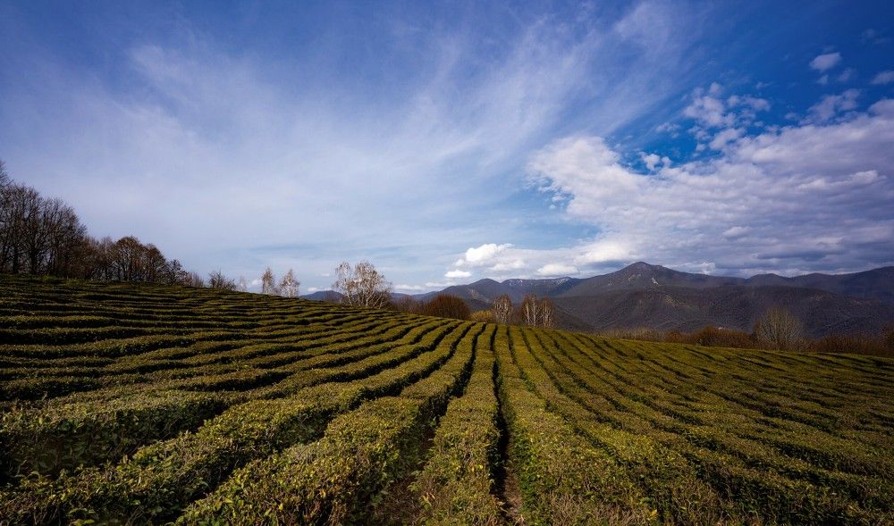 Чайная долина