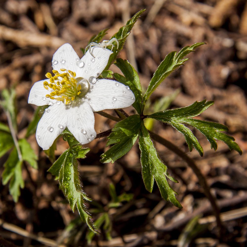 Ветреница дубравная