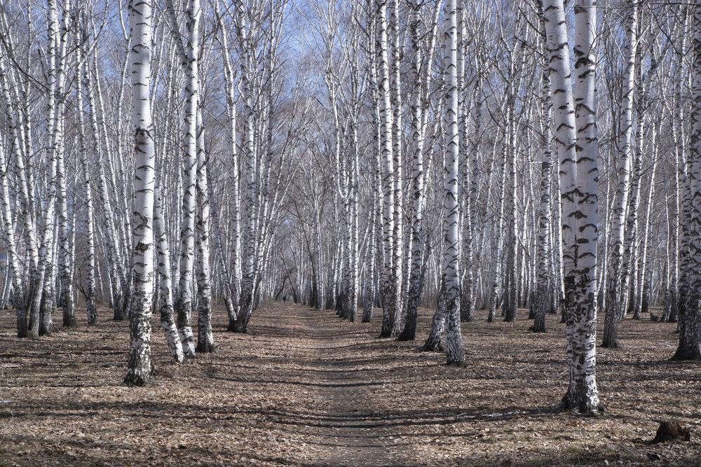 Русские берёзы.