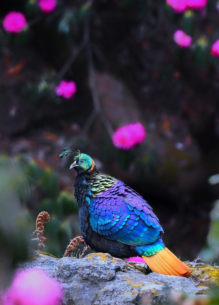 A frame of Himalayan Monal.